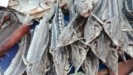 Η Ευρώπη αγαπάει το χαβιάρι αλλά τα μισά από τα προϊόντα που ελέγχθηκαν ήταν παράνομα