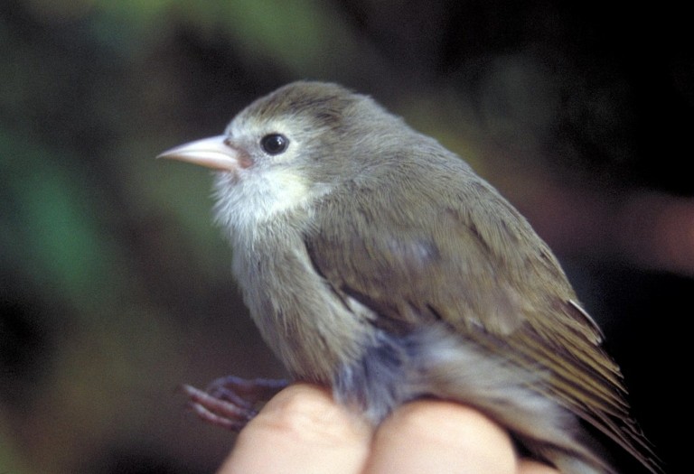 Ακικίκι: Σε λίγες ημέρες αυτό το πουλί μπορεί να εξαφανιστεί