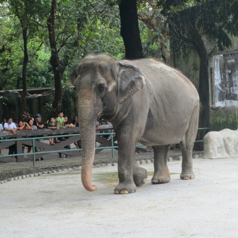 Μανίλα: Πέθανε ο πιο θλιμμένος ελέφαντας του κόσμου