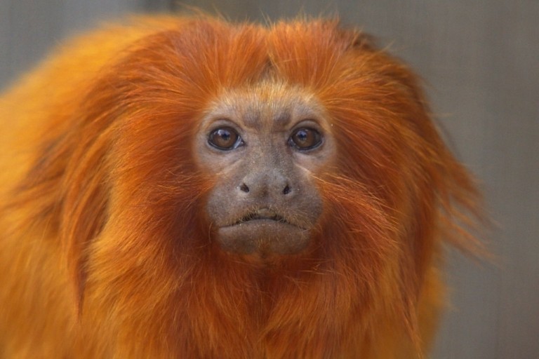 «Χρυσός» πίθηκος: «Πράσινοι» διάδρομοι τον σώζουν από την εξαφάνιση