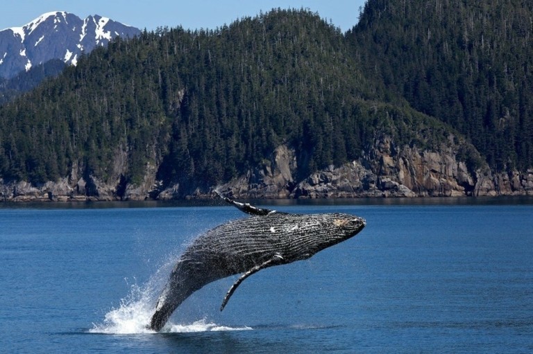 Επιστήμονες συνομίλησαν για πρώτη φορά με φάλαινα (vid)