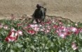 Αφγανιστάν: Σταμάτησε την καλλιέργεια οπίου – Τι αλλάζει στην οικονομία της χώρας