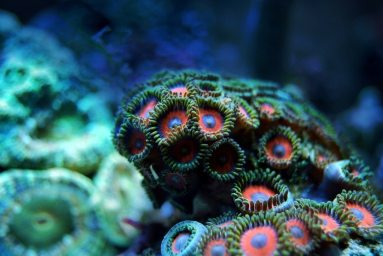 Δύτες με αντιβιοτικά σώζουν άρρωστα κοράλλια
