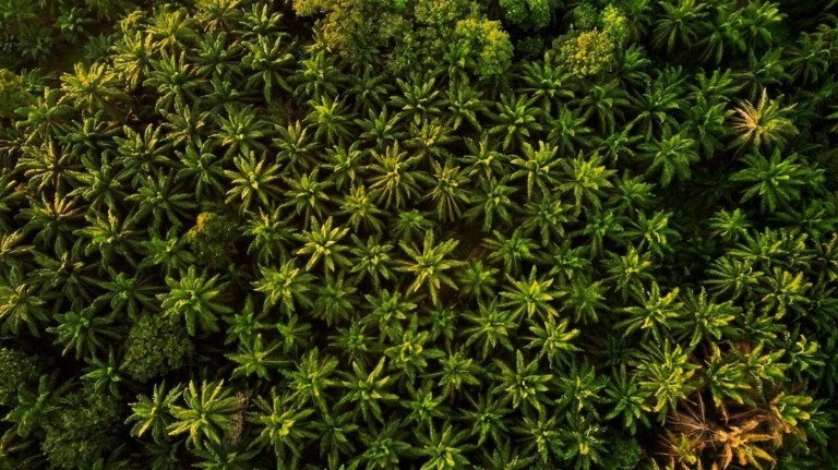 Ινδονησία: Τσουχτερό πρόστιμο στις εταιρίες φοινικέλαιου για την αποψίλωση δασών