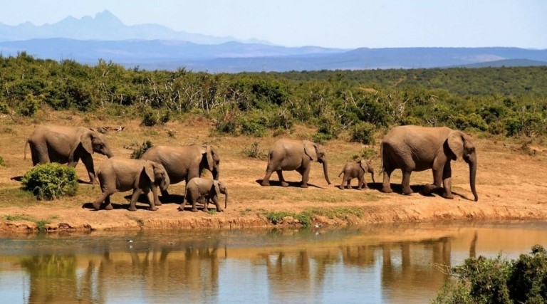Πέντε ζώα «μαχητές» της περιβαλλοντικής κρίσης