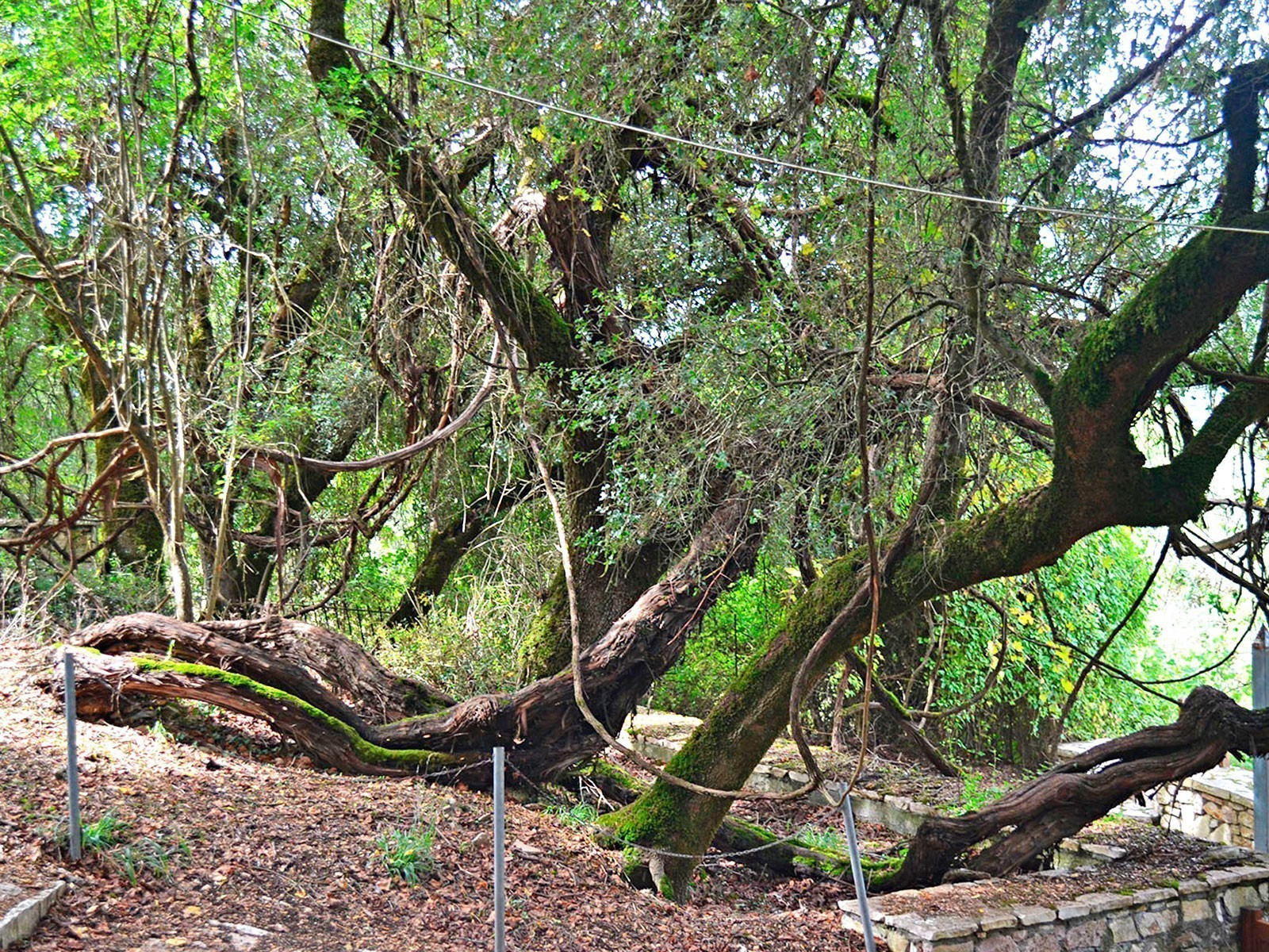 ΥΠΕΝ: Δράσεις για την προστασία, συντήρηση και αποκατάσταση του “Κλήματος του Παυσανία”
