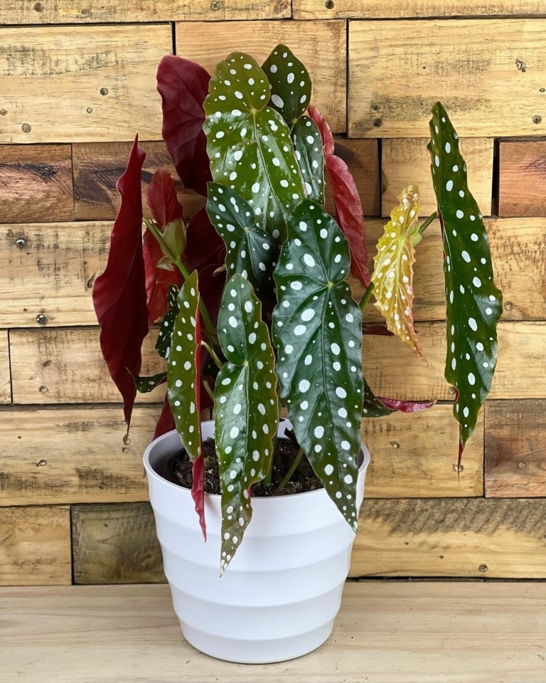 Τα φυτά εσωτερικού χώρου που δεν θα βαρεθείτε να φροντίζετε