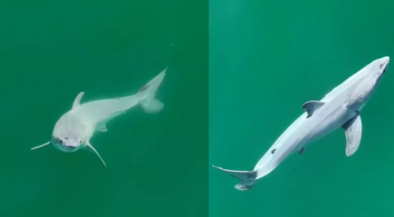 Baby shark: Για πρώτη φορά απαθανατίζεται νεογέννητο λευκού καρχαρία (vid)