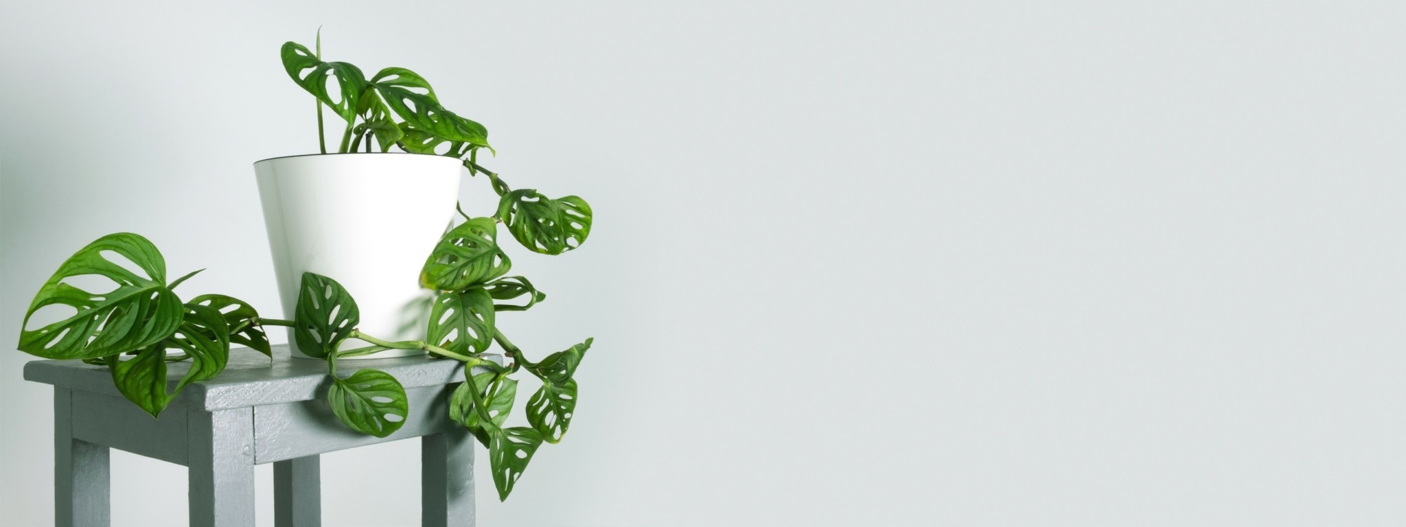 Τα φυτά εσωτερικού χώρου που δεν θα βαρεθείτε να φροντίζετε