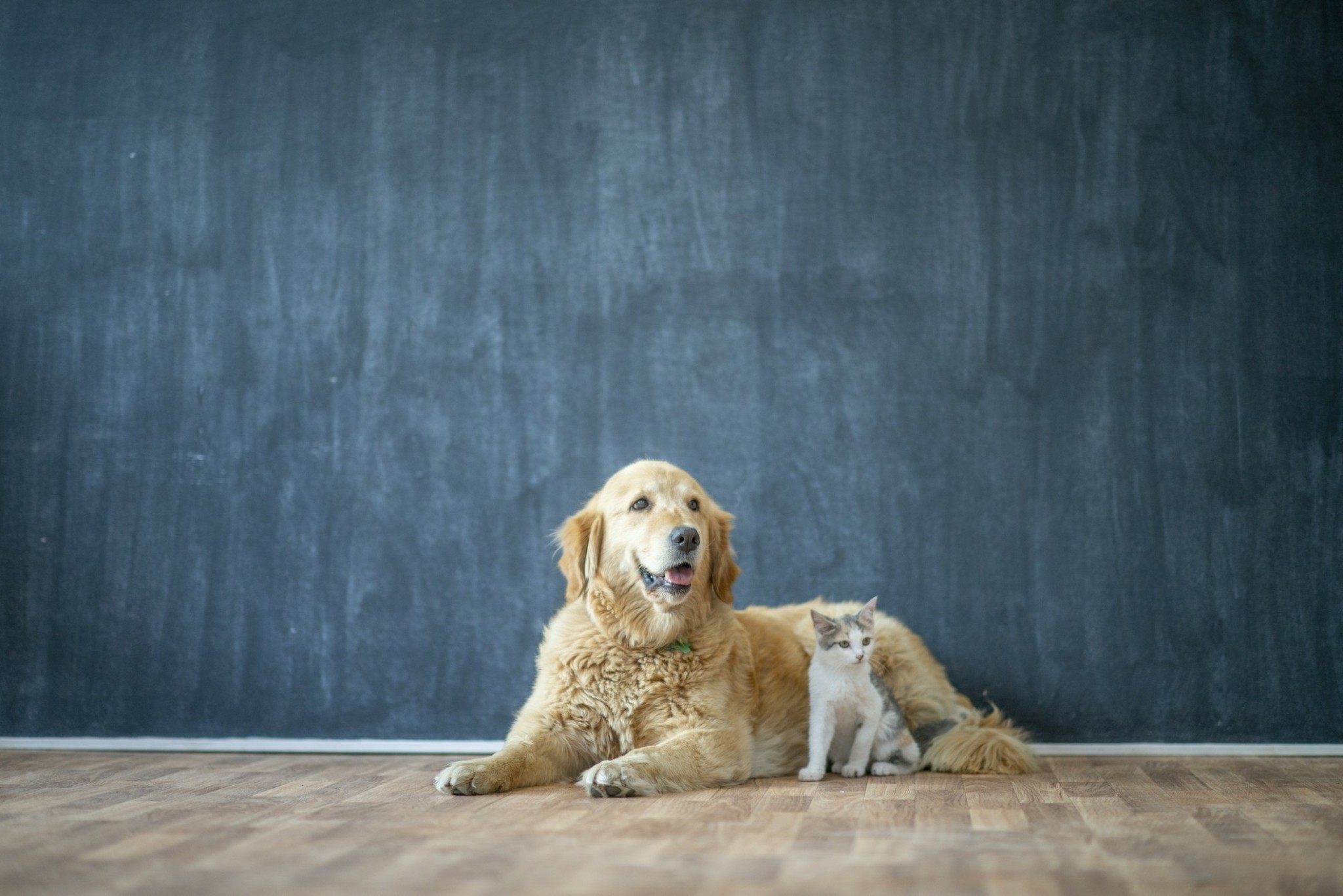 My Happy Pet: Tο πιο πλήρες πρόγραμμα ασφάλισης κατοικίδιων από τη Eurolife FFH