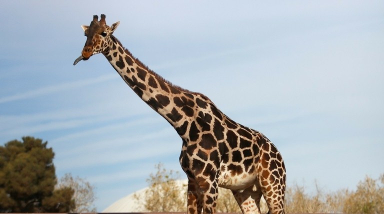 Μπενίτο: Το μεγάλο ταξίδι της καμηλοπάρδαλης που γύρισε από το κρύο (vid)