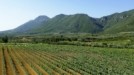 Costa Navarino: Τι φέρνει η συμφωνία ΤΕΜΕΣ – PREMIA – Ελληνικά Οινοποιεία για τη «Navarino Vineyards»