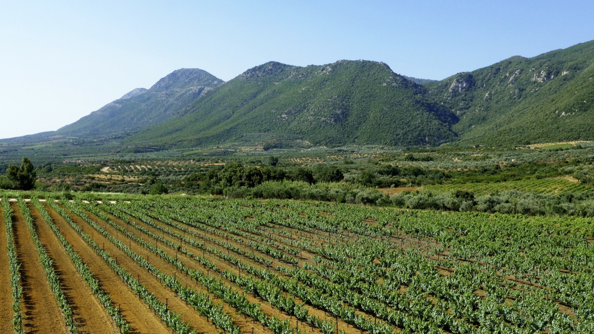 Στρατηγική συνεργασία της ΤΕΜΕΣ με Premia και Ελληνικά Οινοποιεία για τους αμπελώνες Navarino Vineyards