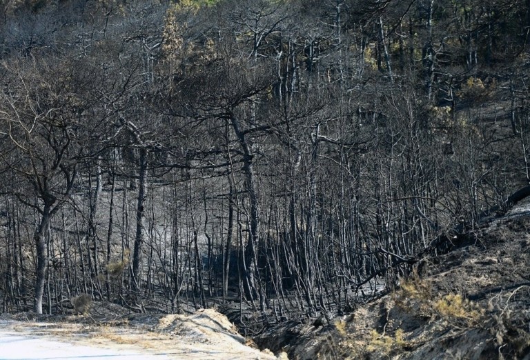 WWF Ελλάς: Πώς θα έχουμε ένα ζωντανό και ανθεκτικό δάσος στον Έβρο (pics)