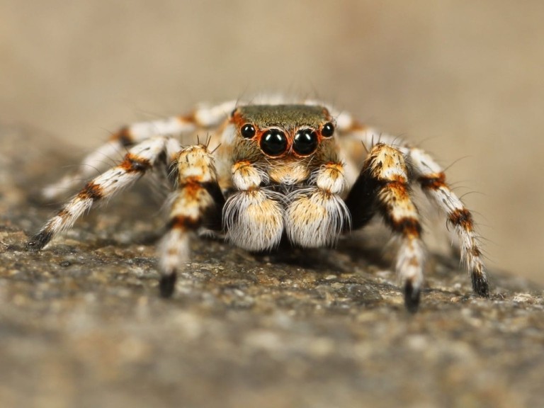 Φοβάστε τις αράχνες; Μπορεί να ευθύνεστε για τη μείωση του πληθυσμού τους