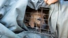 Κρέας σκύλου: Τέλος και με νόμο στο εμπόριο έβαλε η Σεούλ