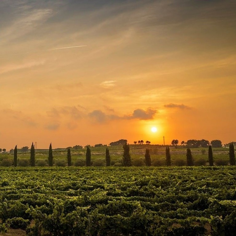Mas La Plana: Η μεγαλύτερη ευκαιρία στον κόσμο των μεγάλων κρασιών