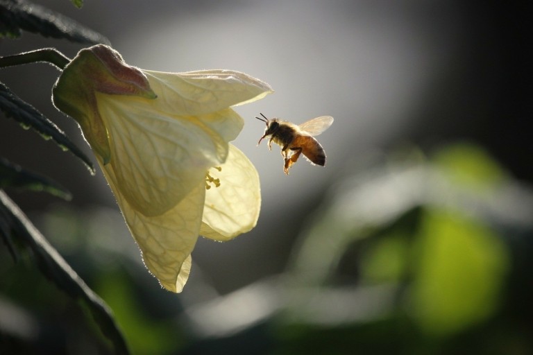 Οι μέλισσες φέρνουν μέλι και ελπίδα στη Νιγηρία