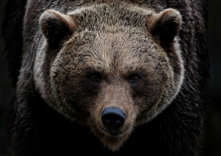 Σάλος με τη θανάτωση αρκούδας στην Ιταλία