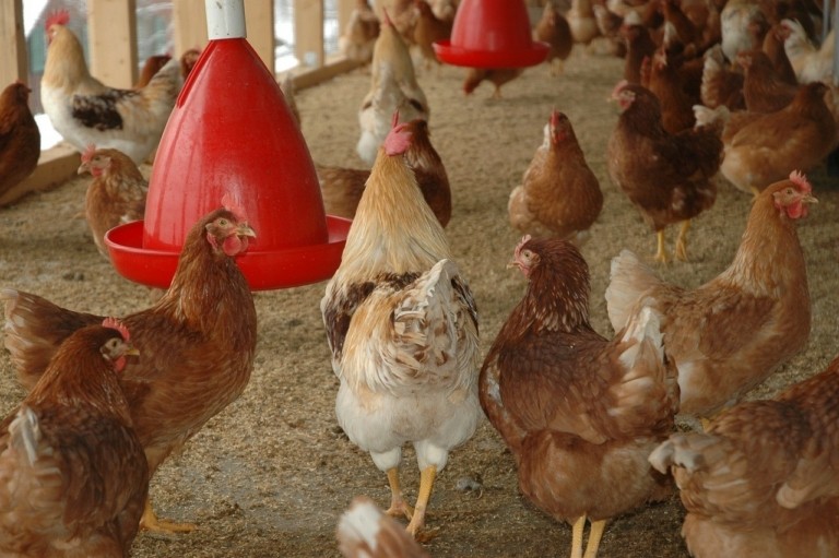 Ευρώπη: Γιατί οι αγρότες τα βάζουν με το φθηνό κοτόπουλο από την Ουκρανία
