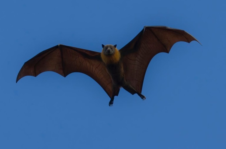 Ποια είναι η «μπατ-μαμά» που σώζει νυχτερίδες από την κλιματική αλλαγή (vid)