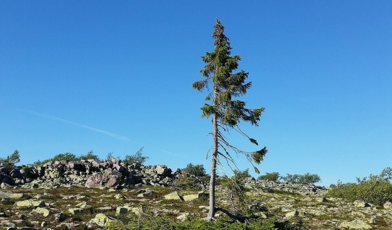 Αυτό είναι το δέντρο-Χαϊλάντερ (vid)
