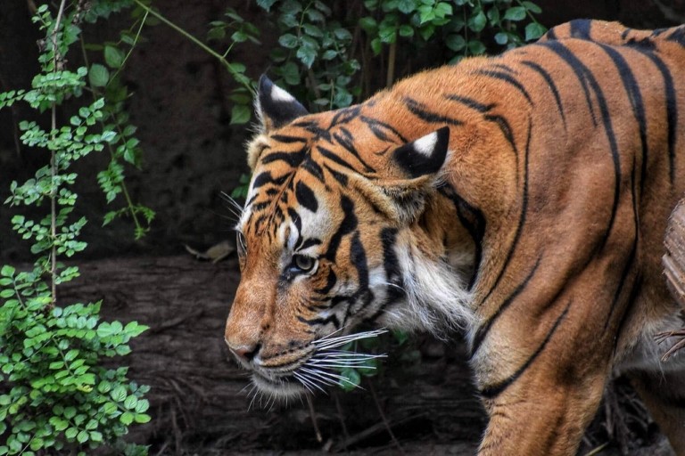 Η υπερθέρμανση του πλανήτη εκτοπίζει τις τίγρεις