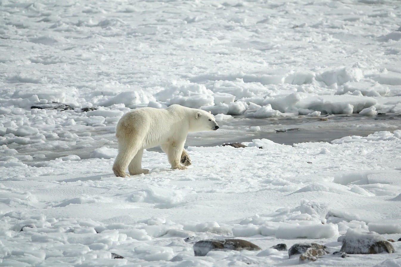 Κλιματική κρίση: Οι πολικές αρκούδες κινδυνεύουν να πεθάνουν από πείνα (tweets)