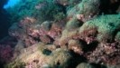 Πώς η βιομηχανική ρύπανση «σημαδεύει» τα κοράλλια της Μεσογείου