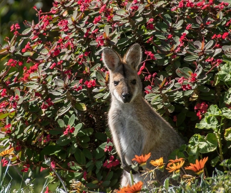 Πώς τα «fake news» μπορούν να προστατεύσουν τα φυτά