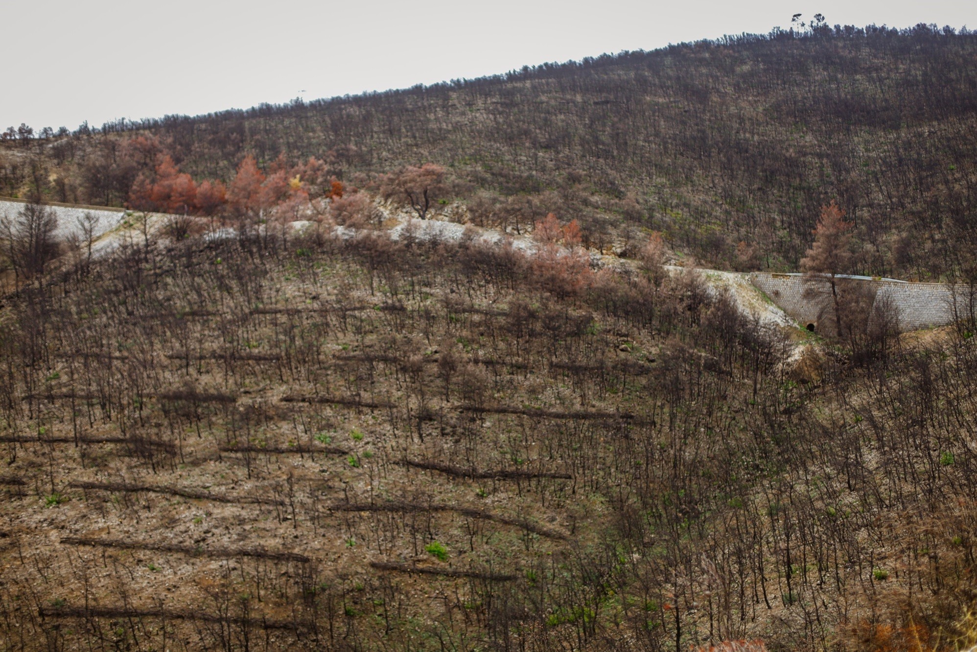 Δ. Αττική – Πάρνηθα: Ολοκληρώθηκαν κατά 70% τα αντιδιαβρωτικά έργα