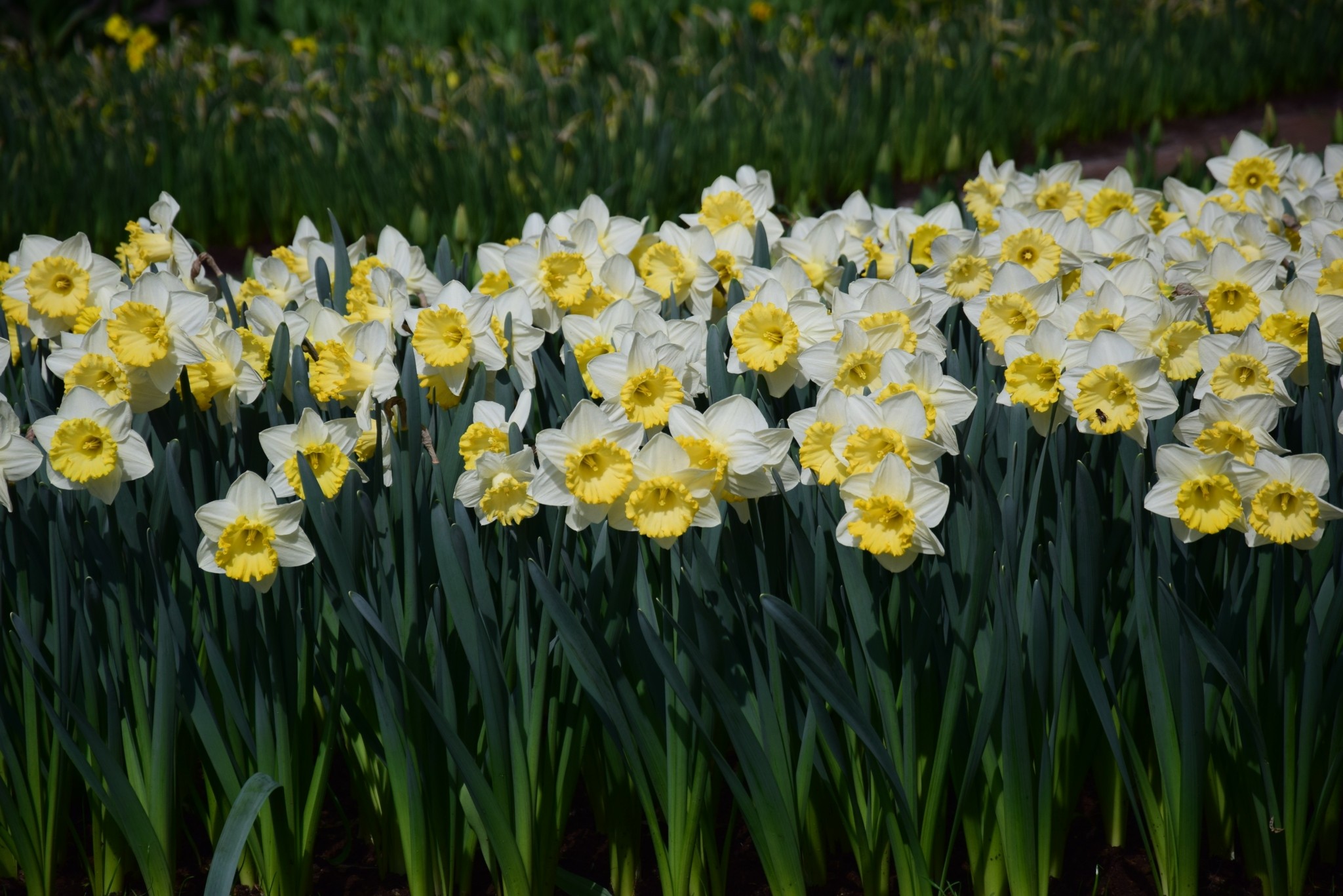 5 φυτά για τον κήπο σας που φέρνουν την άνοιξη