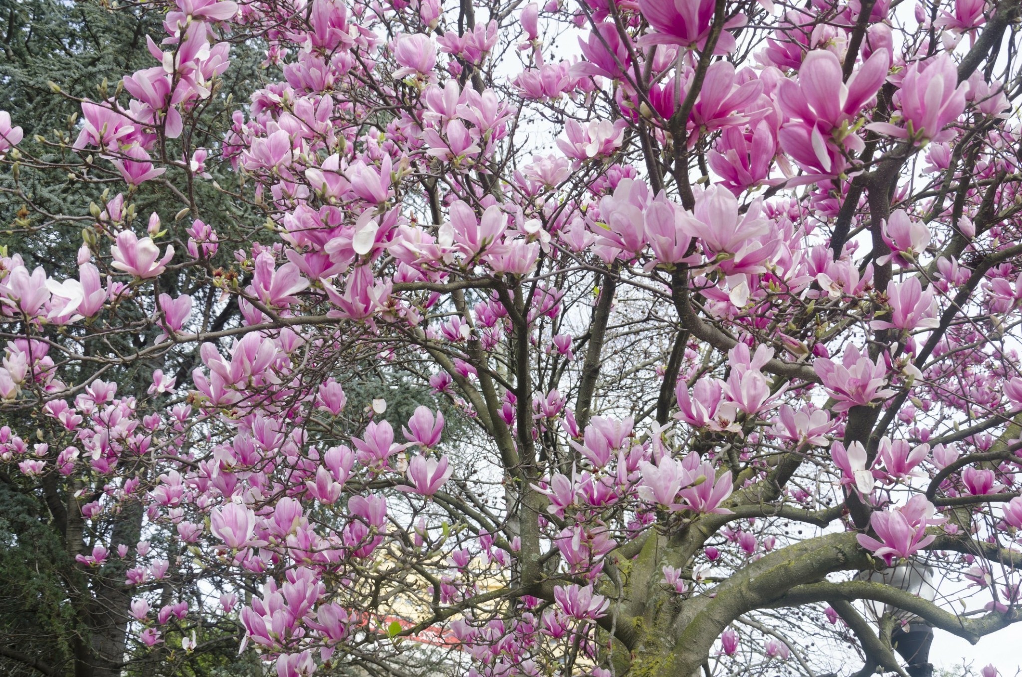 5 φυτά για τον κήπο σας που φέρνουν την άνοιξη