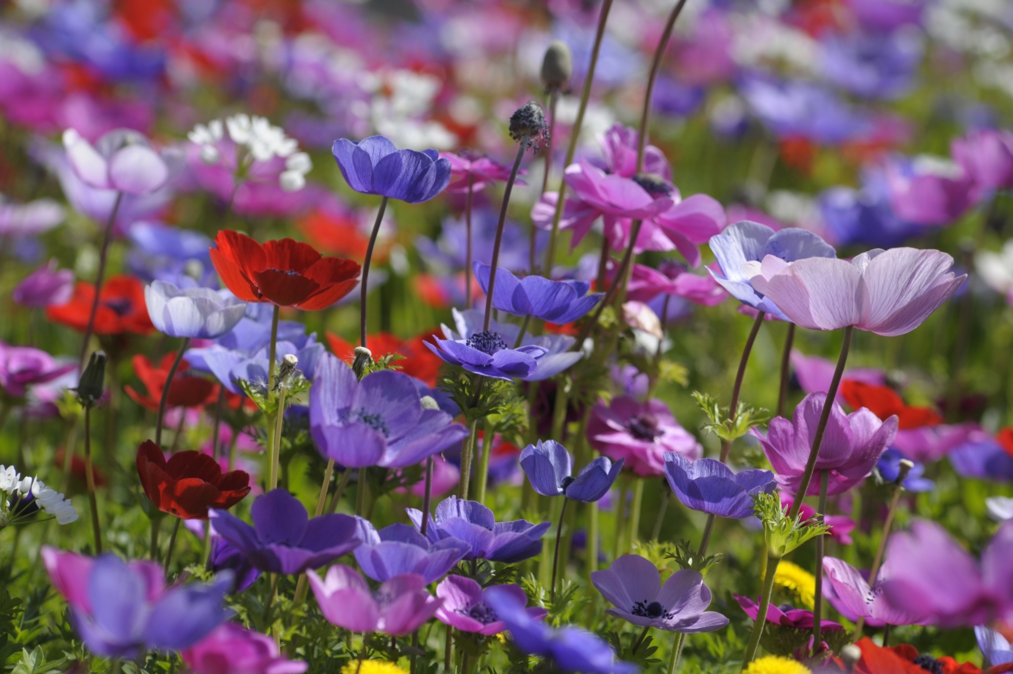 5 φυτά για τον κήπο σας που φέρνουν την άνοιξη