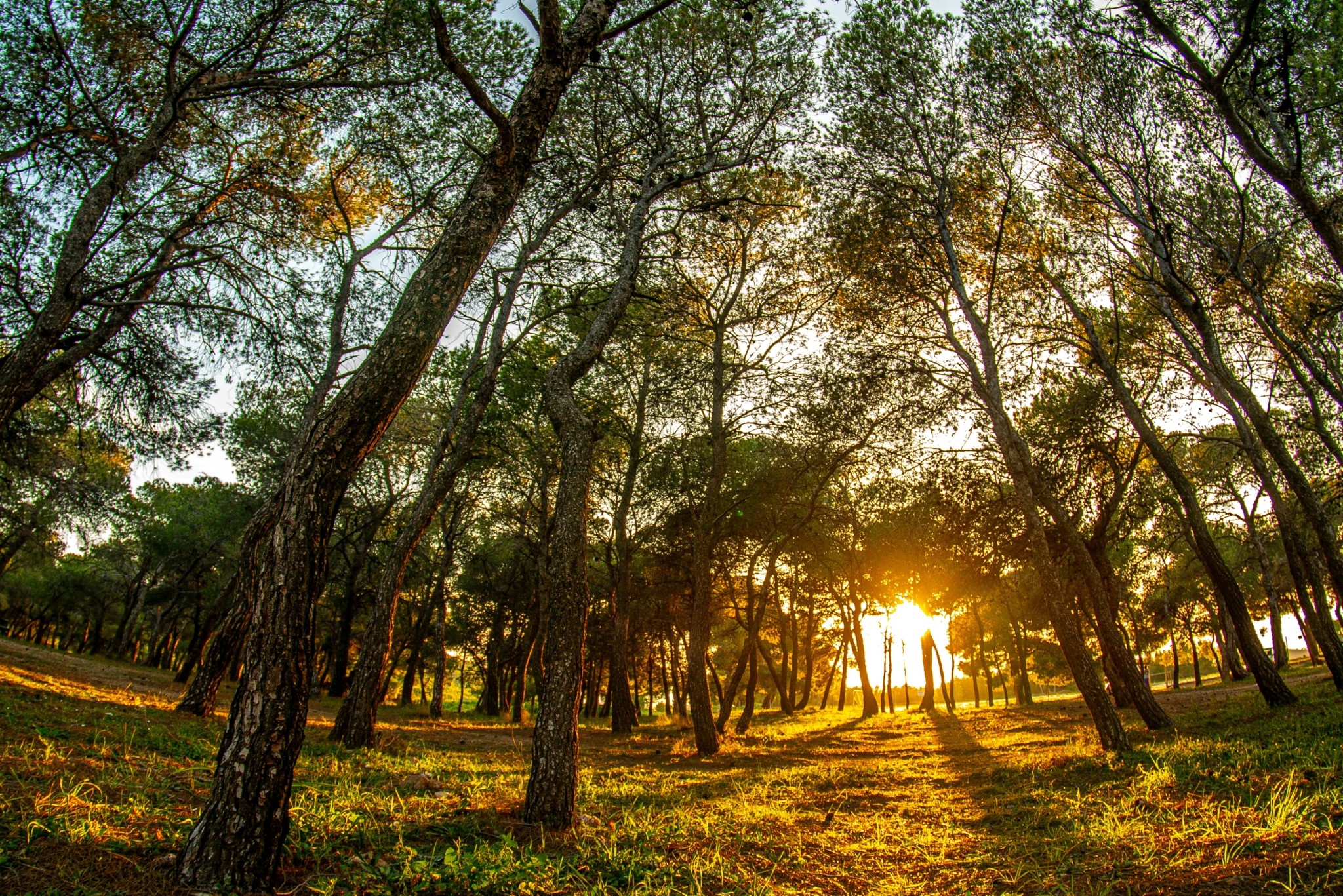 Εθνικός Δρυμός Σουνίου: Εμπειρία απόδρασης σε ένα διαμάντι της αττικής γης