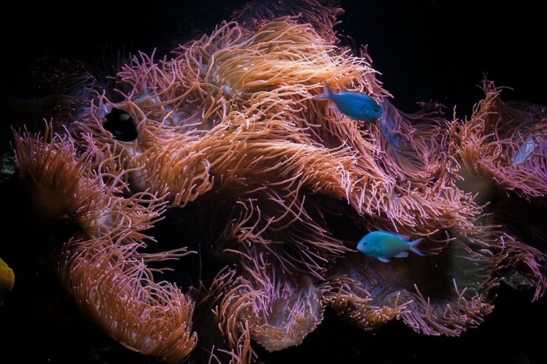 Με υποβρύχια ηχεία προσπαθούν να σώσουν τους κοραλλιογενείς υφάλους (pics)
