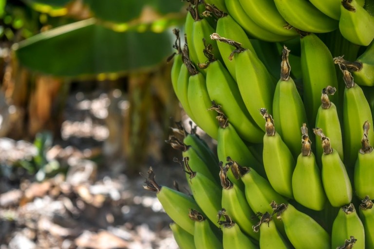 Κλιματική κρίση: Γιατί μπορεί να αυξηθεί η τιμή της μπανάνας