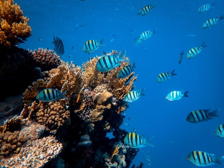 Ένας υποθαλάσσιος «αυτοκινητόδρομος» συνδέει τα κοράλλια μεταξύ τους