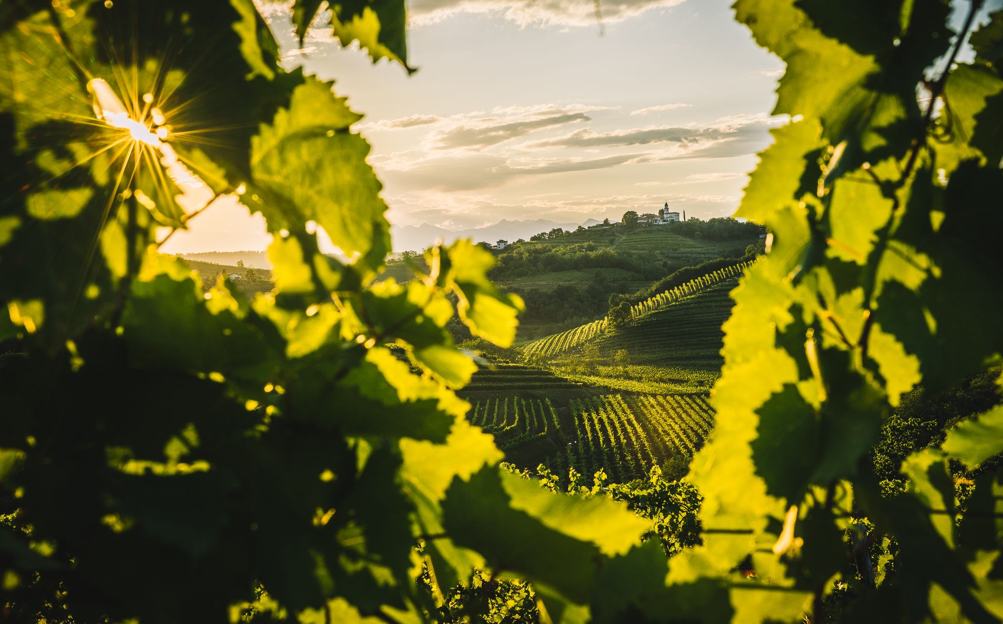 Ο παραγωγός που τρελαίνει τους οινοκριτικούς