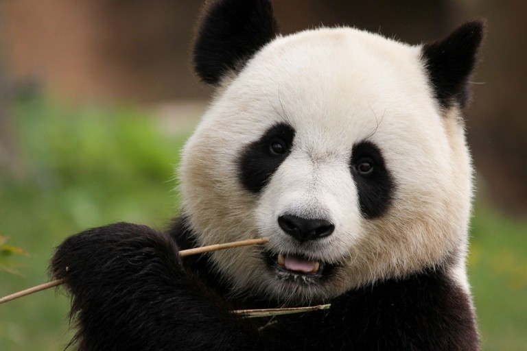 Kung fu Panda: Οι αληθινοί ήρωες της ταινίας κινδυνεύουν (pics + vid)