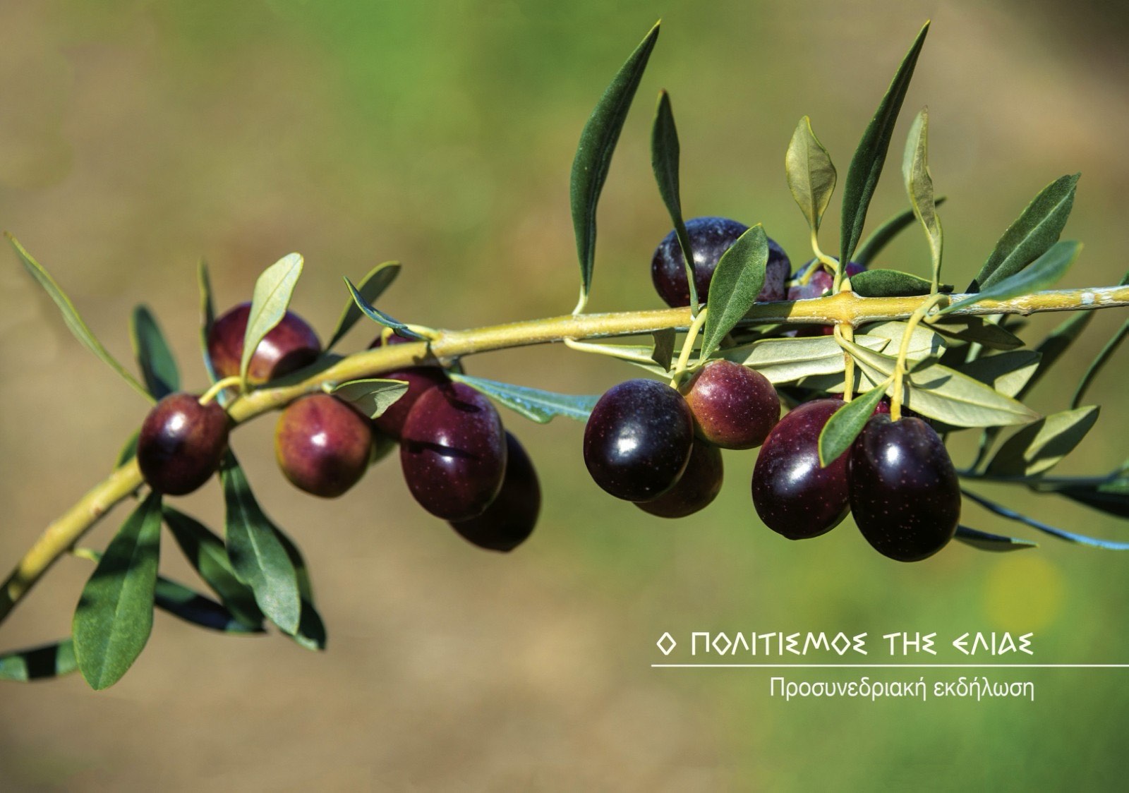 Ο Πολιτισμός της Ελιάς: Προσυνεδριακή εκδήλωση του Elia Lesvos Confest 2024 στο Πολεμικό Μουσείο
