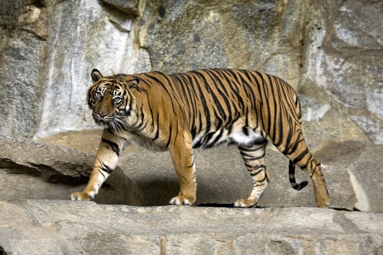 Τελικά η τίγρη της Ιάβας έχει εξαφανιστεί;