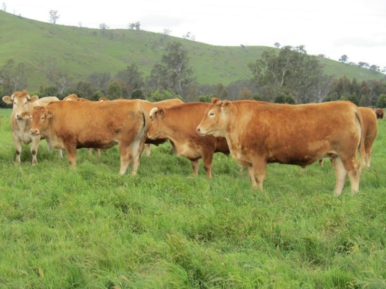 Το γαστρονομικό ντέρμπι των steaks – Rubia Gallega εναντίον Wagyu