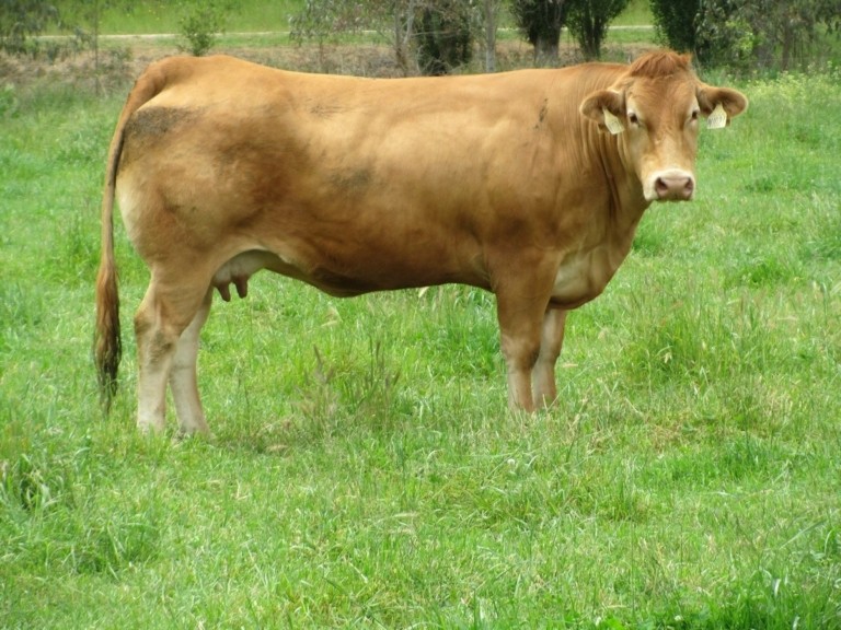 Το γαστρονομικό ντέρμπι των steaks – Rubia Gallega εναντίον Wagyu