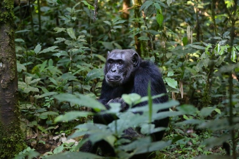 Η εξόρυξη ορυκτών για την «πράσινη» ενέργεια απειλεί γορίλες και χιμπατζήδες