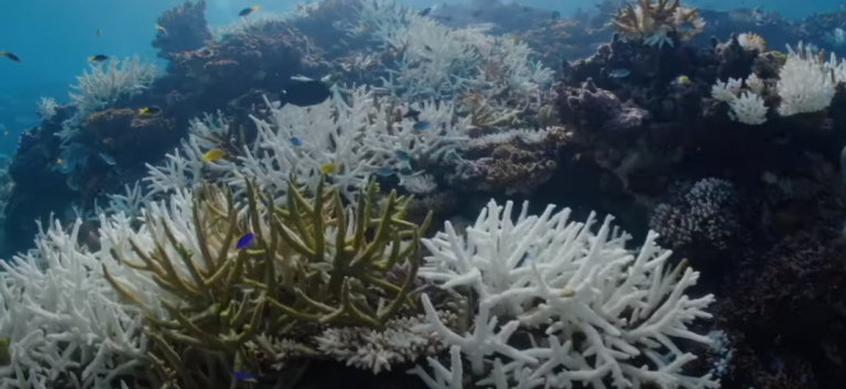 Υπερθέρμανση: «Ξεθωριάζουν» τα κοράλλια στην Αυστραλία (pics + vid)