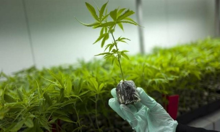 Γερμανία: Νόμιμη από σήμερα η χρήση κάνναβης για ψυχαγωγικούς σκοπούς