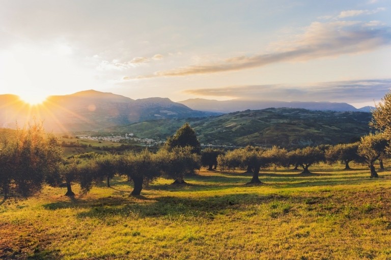 Τα δέντρα πεθαίνουν όρθια: Bακτήριο «σκοτώνει» ελιές, κερασιές και αμυγδαλιές