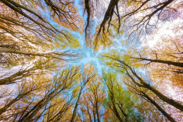 Η υπερθέρμανση του πλανήτη διαταράσσει το βιολογικό ρολόι των δέντρων