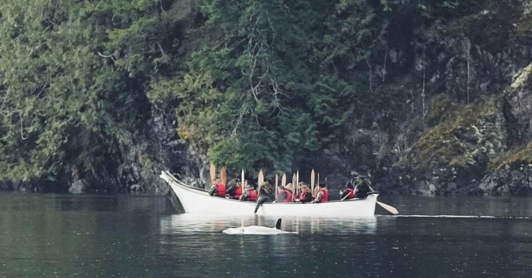 Φαλαινάκι αρνείται να εγκαταλείψει το σημείο όπου πέθανε η μητέρα του (pics + vid)
